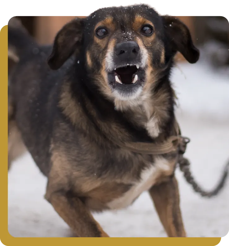 A barking dog