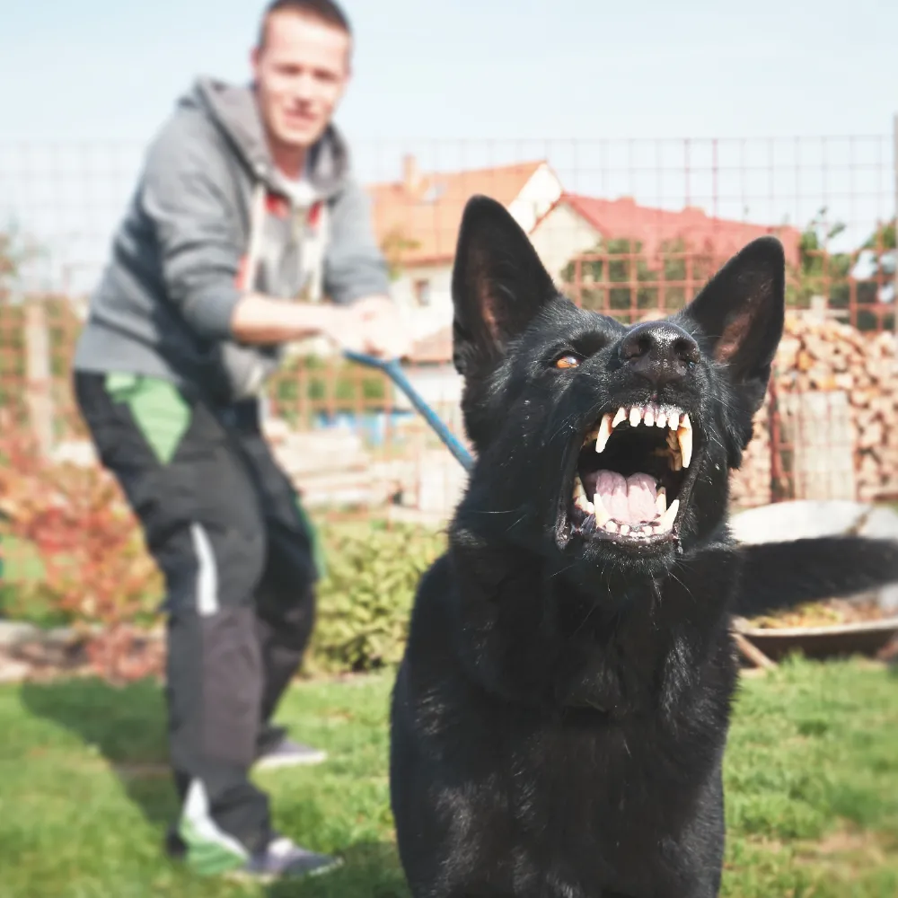 A man holding back his dog that is being protective